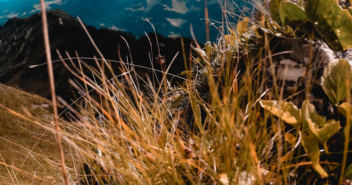 Ayurvedic Massage for Immunity and Relaxation